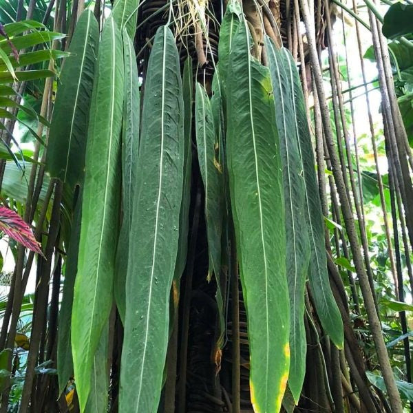 Anthurium Pallidiflorum Care Guide  Plant Vault