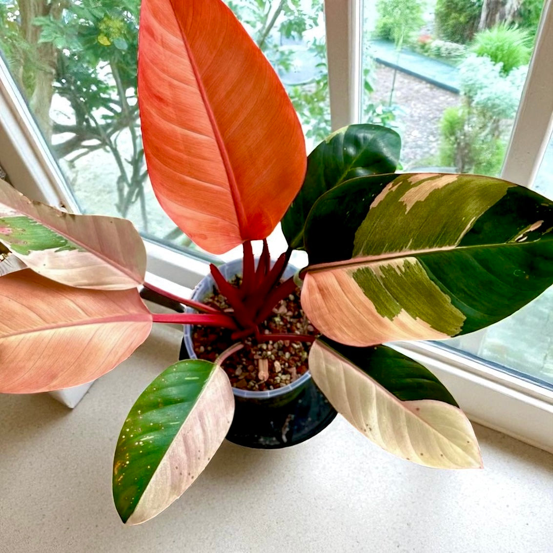 Philodendron Red Congo Variegated – Plant Vault