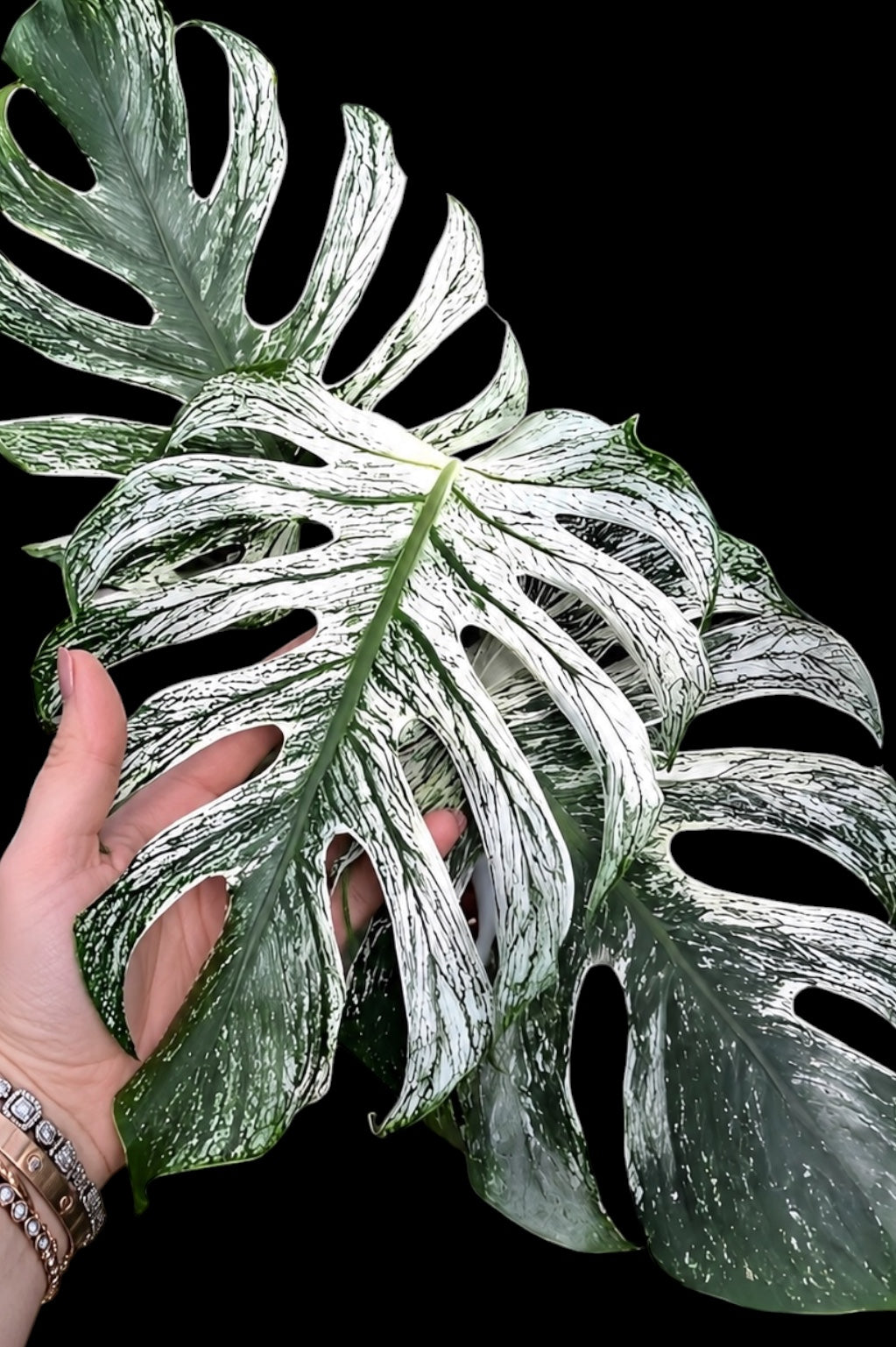 Monstera Devil Monster Care & Buying Guide – Plant Vault