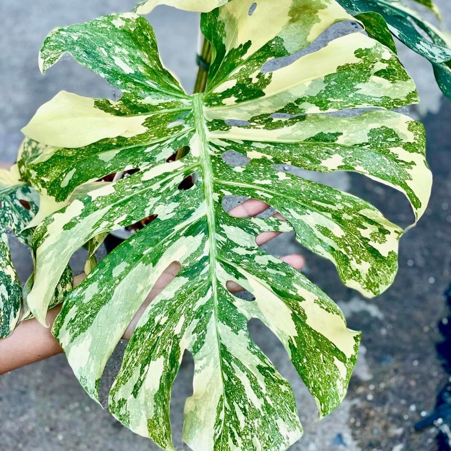 Buy, Identify & Care for Monstera Crème Brûlée Plant – Plant Vault