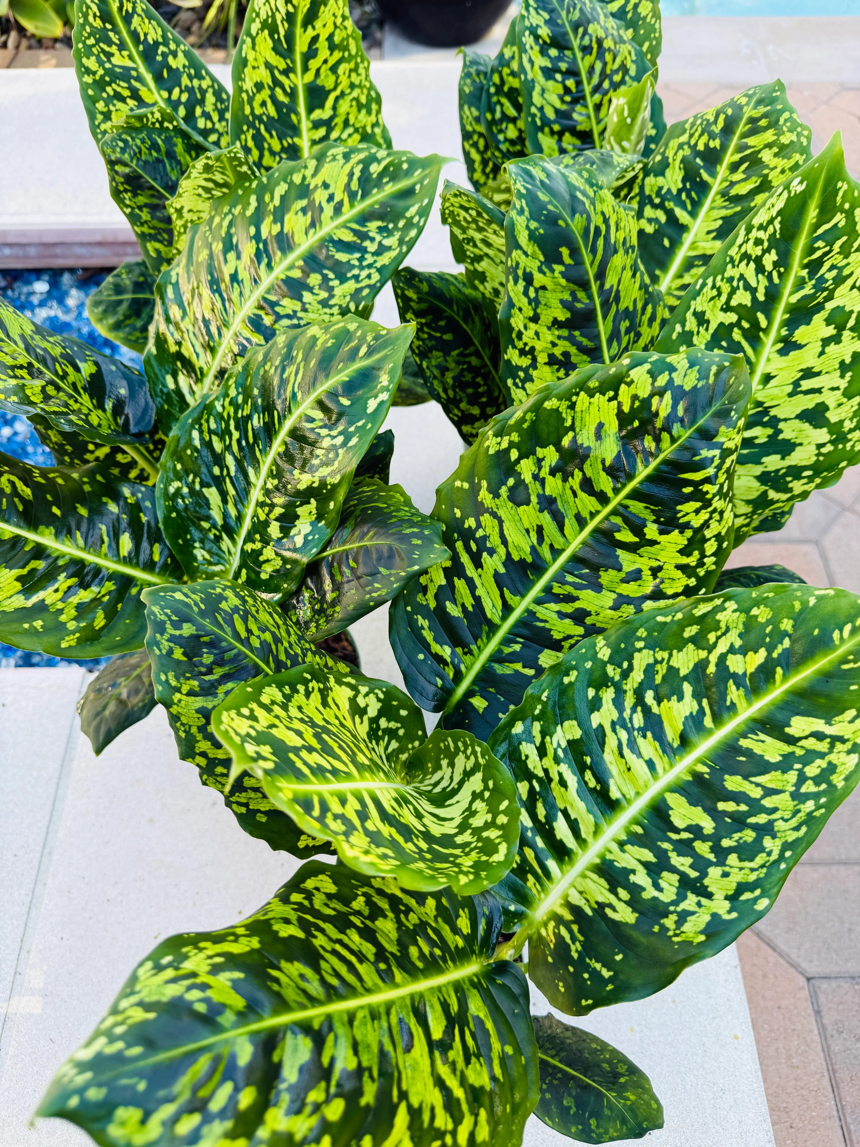 closest money tree Buy Money Tree Plants Online main image 1