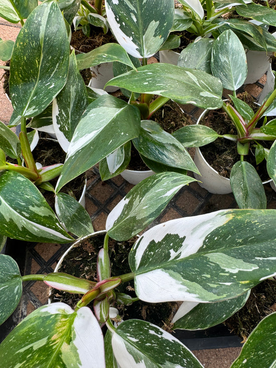 Rare Marble White Princess Philodendron Tropical Houseplants for sale near me - Plant Vault