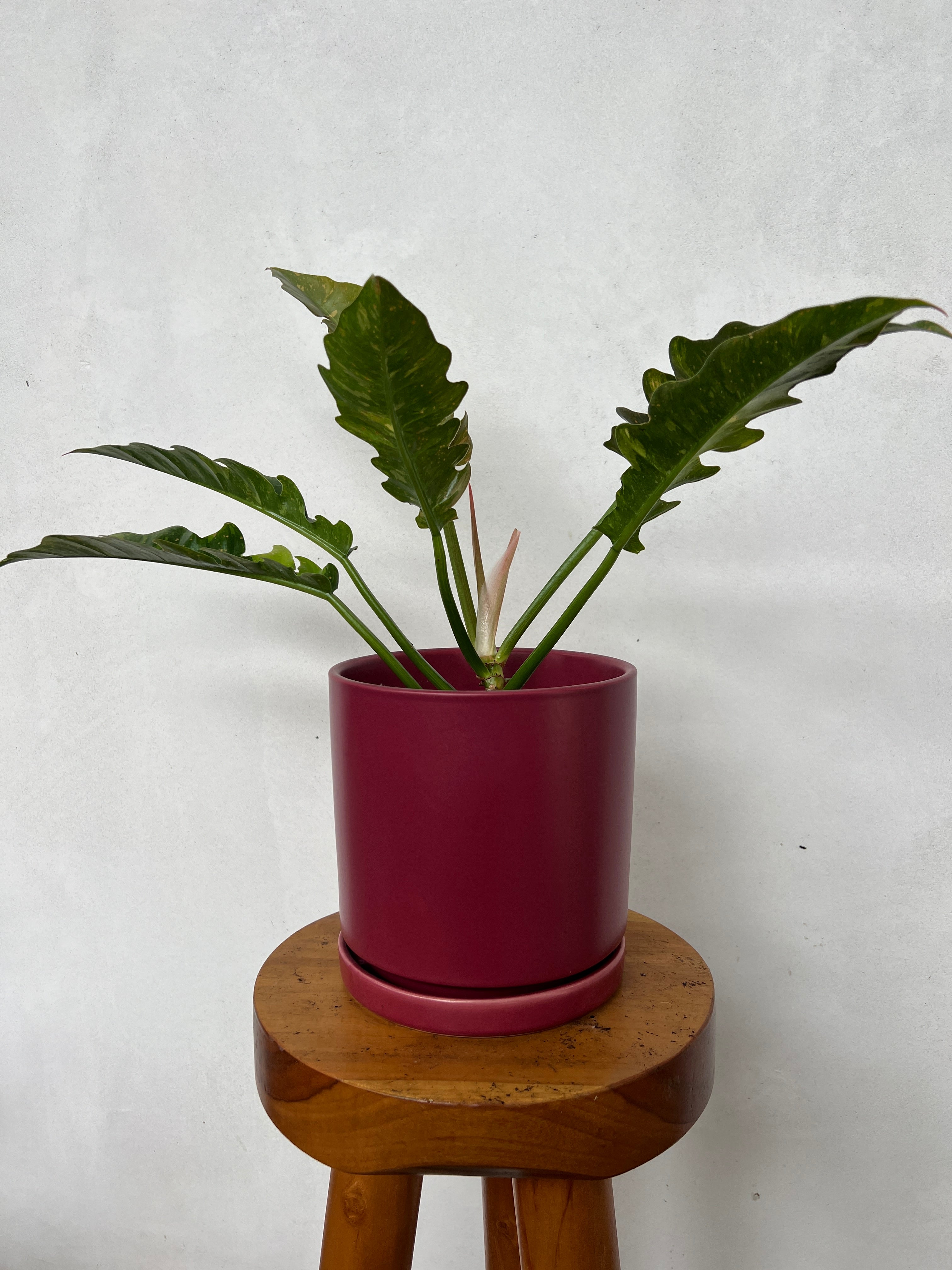Red Ceramic Planter – Plant Vault