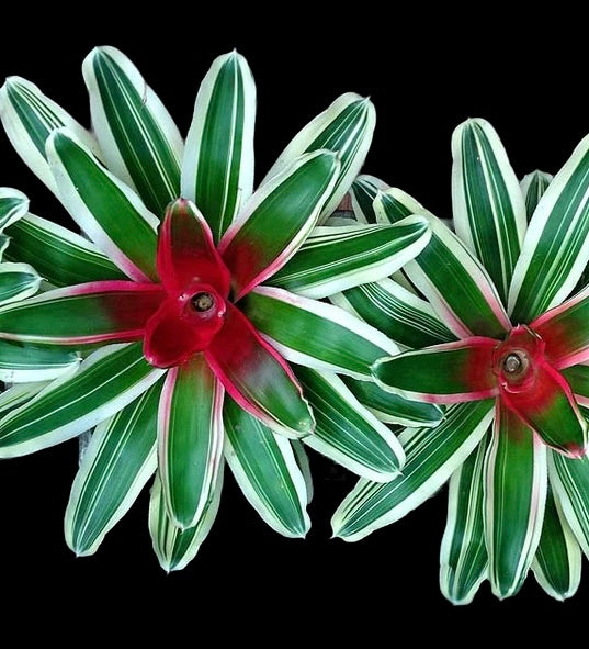 Bromeliad Neoregelia Hybrid Vaiegated