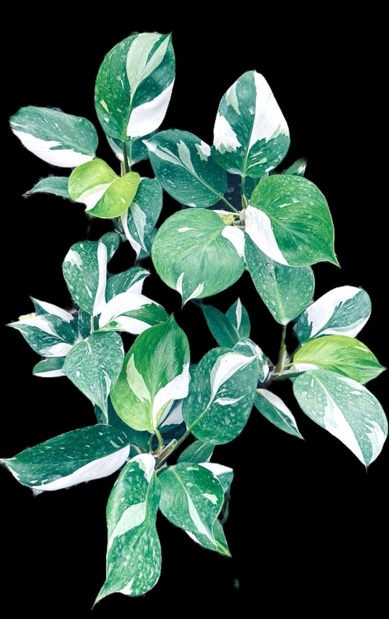 Marble King Philodendron White Knight