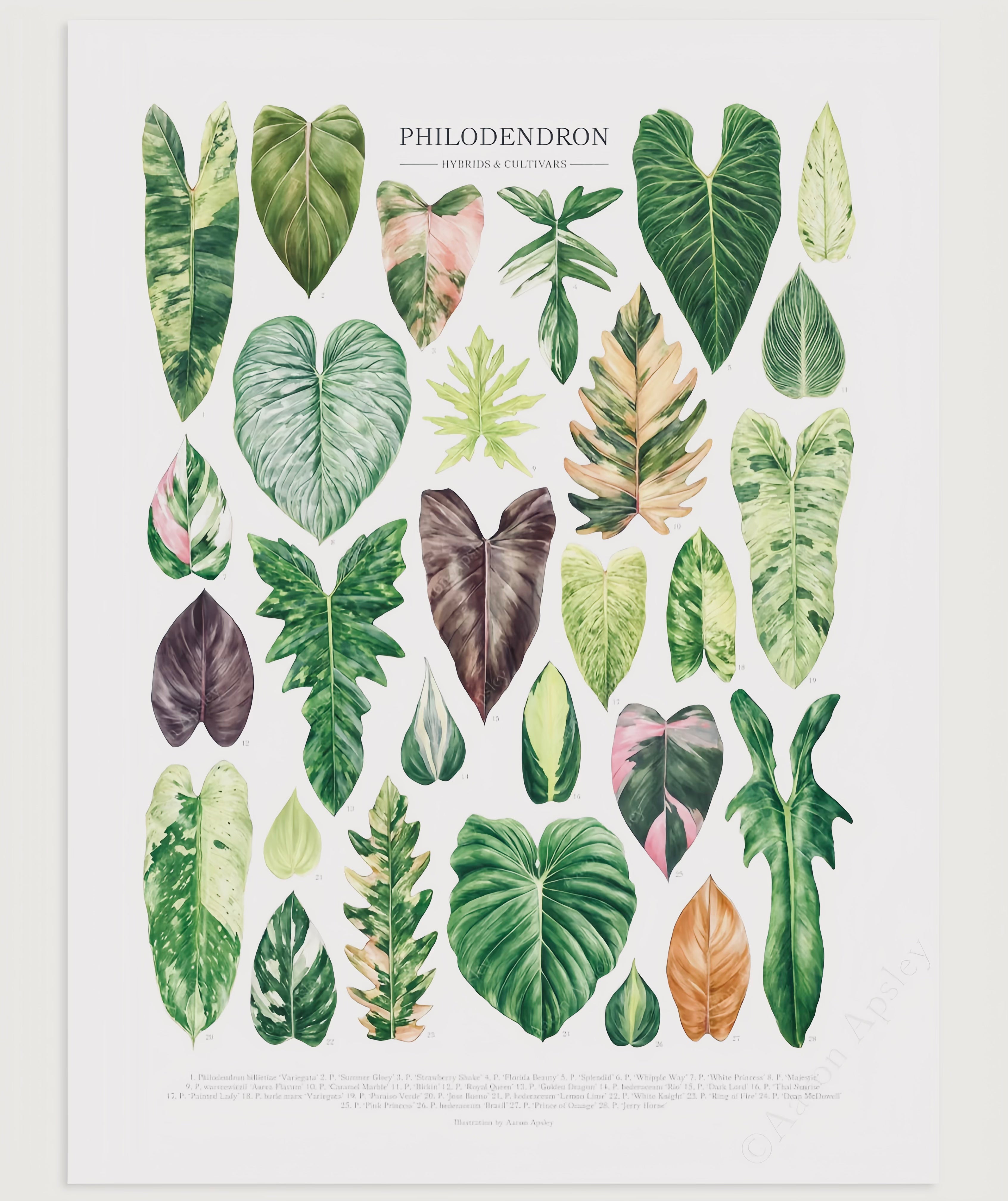 philodendron poster Philodendron Hybrids and Cultivars signed print