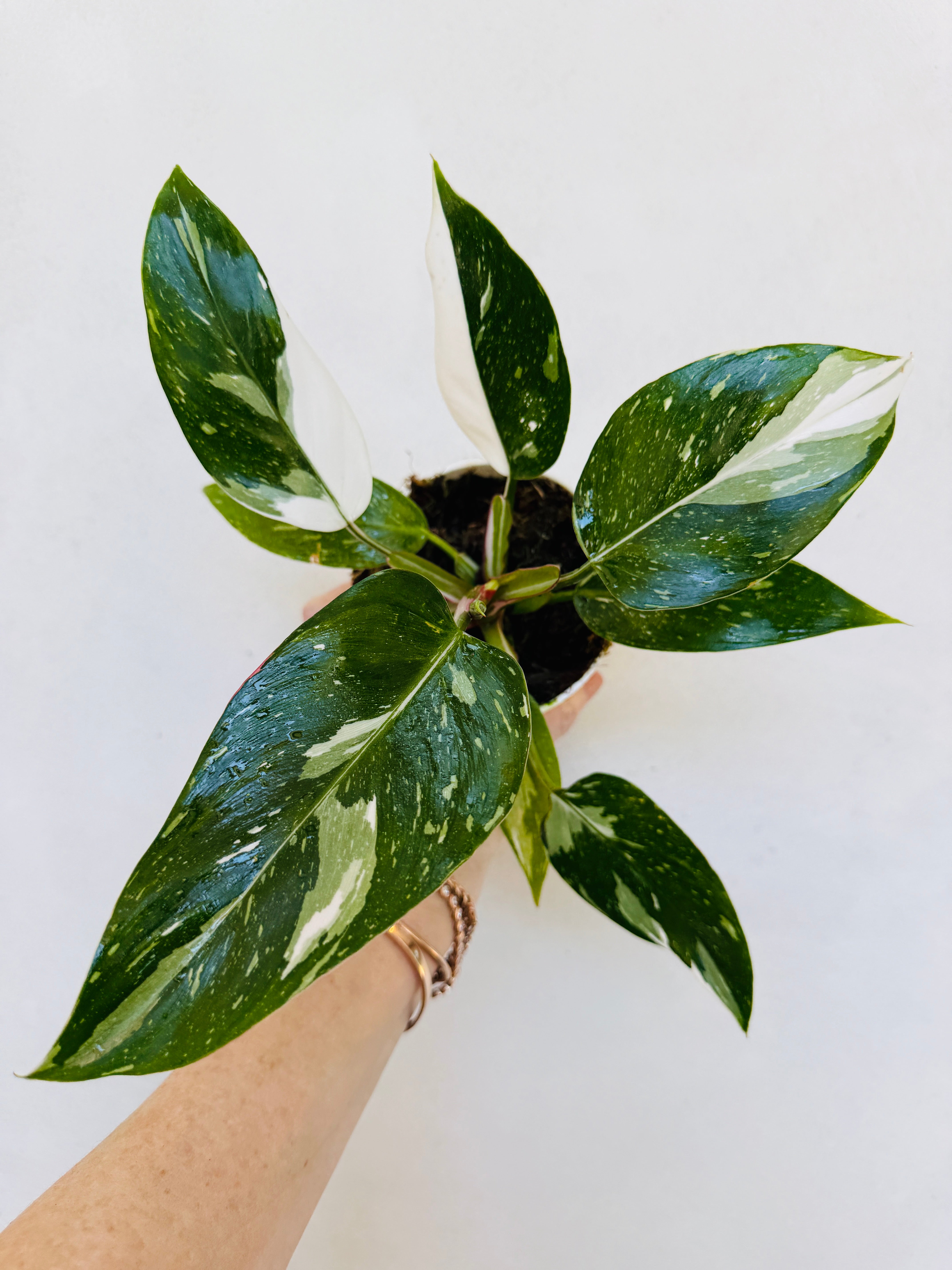 is white princess philodendron rare Philodendron White Princess | 4" Pot