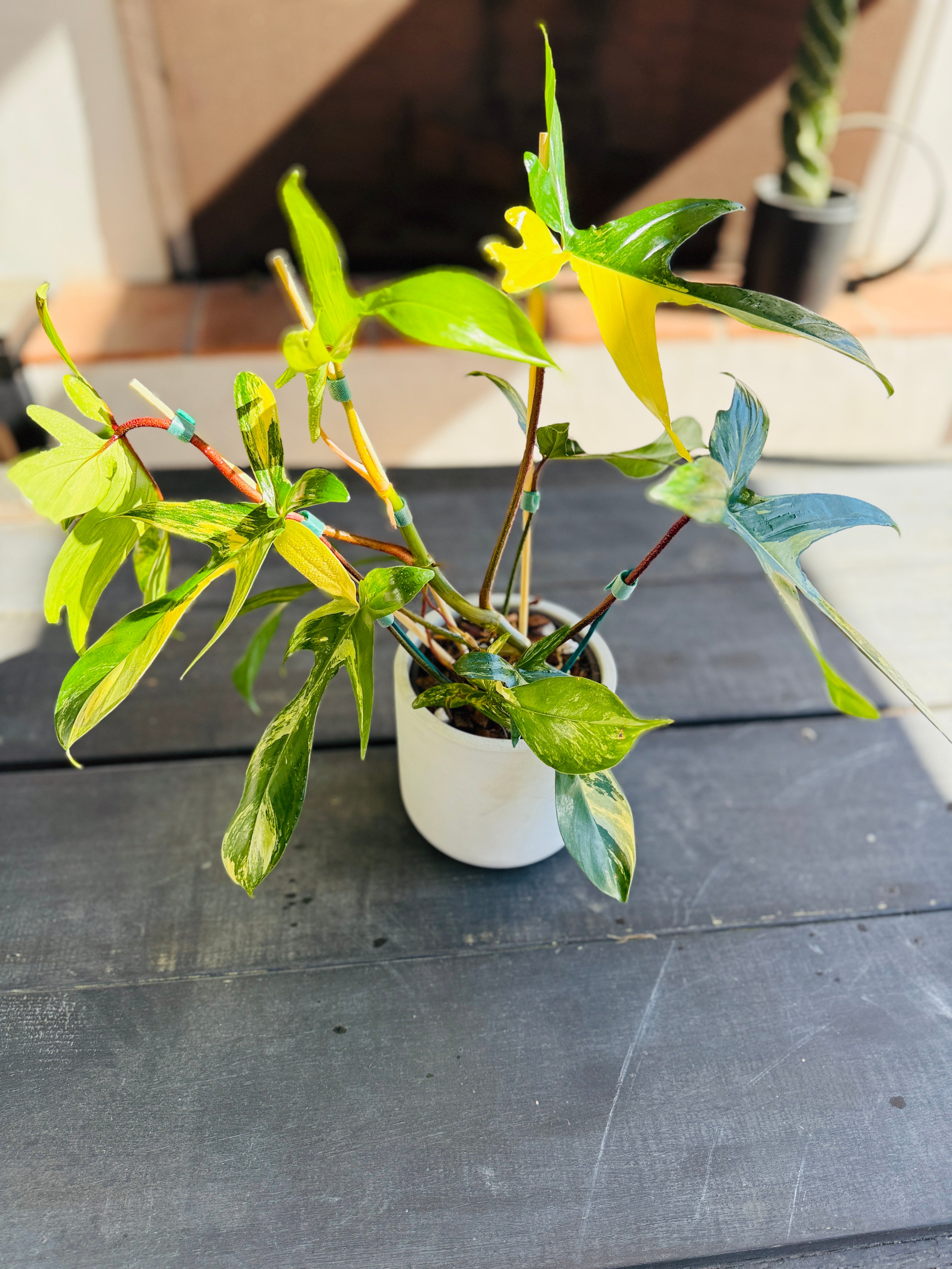 philodendron 'florida beauty' Philodendron Florida Beauty – Plant Vault