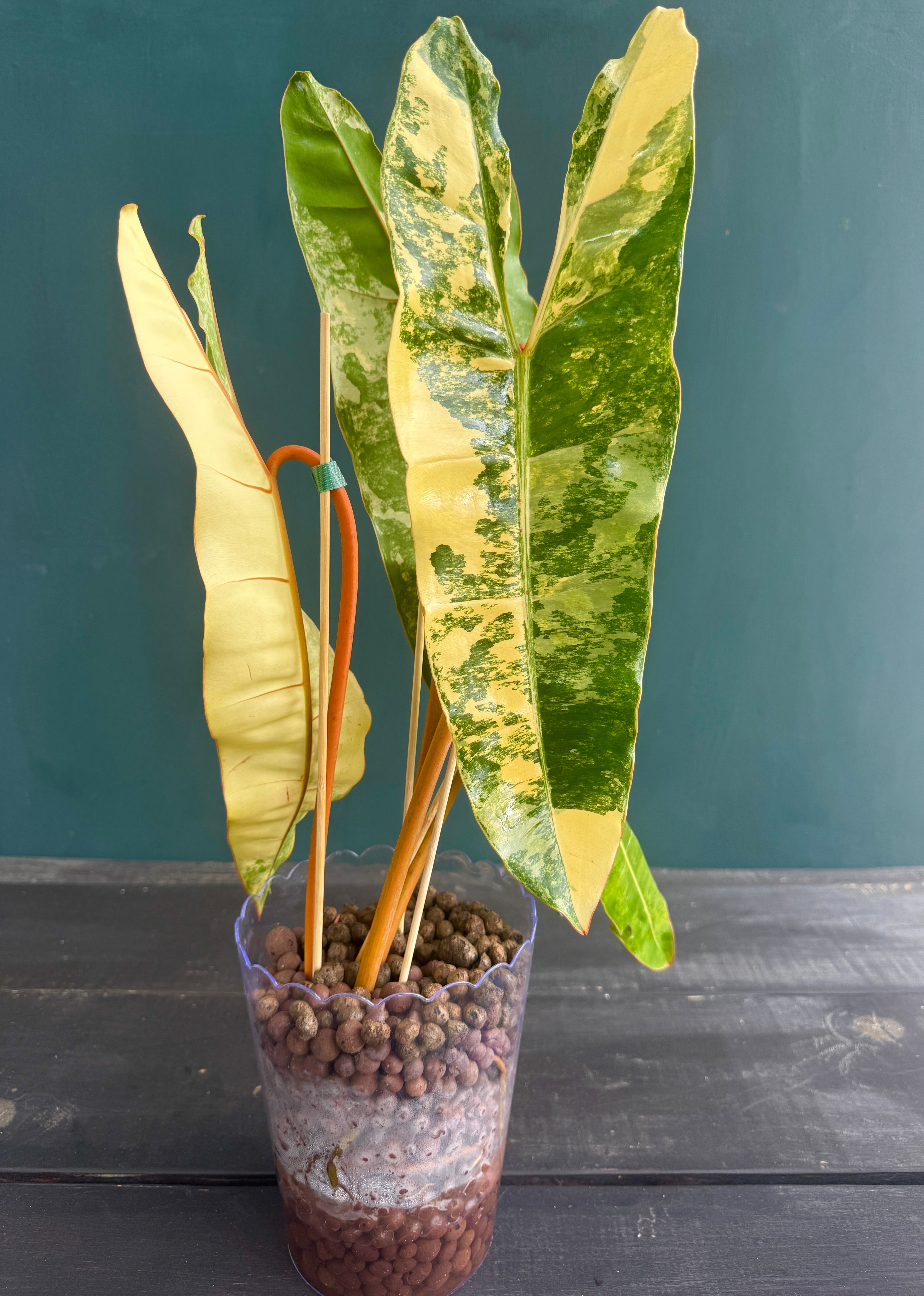 102 Philodendron billietiae variegata 極斑 Philodendron Billietaie Variegated & Highly Variegated – Plant Vault