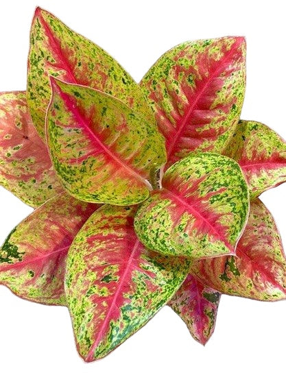 aglaonema ovatum Aglaonema 'Mahasetti' *Rare
