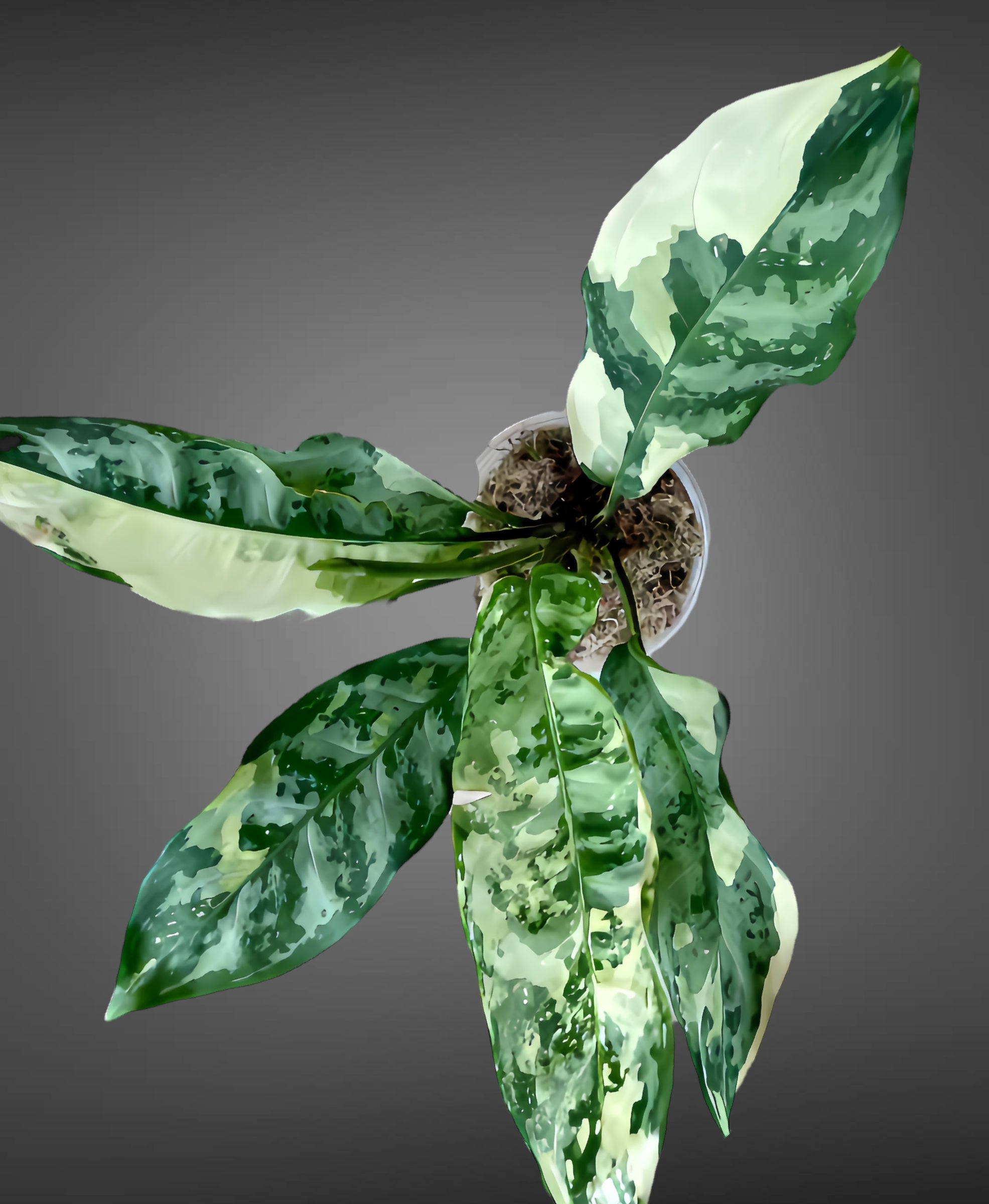 aglaonema manila variegated Aglaonema Manila Pride Variegated