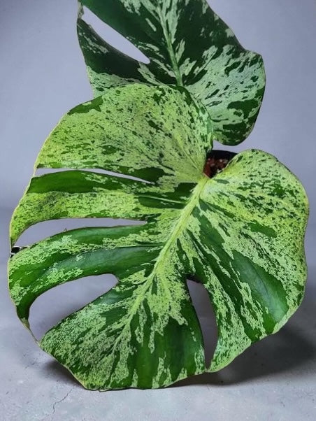 Monstera Bulbasaur | Deliciosa - deliciosa モンステラ y*o様 品種