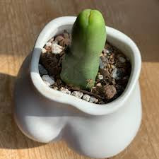 Penis Cactus - Echinopsis lageniformis for sale near me - Rare Cacti