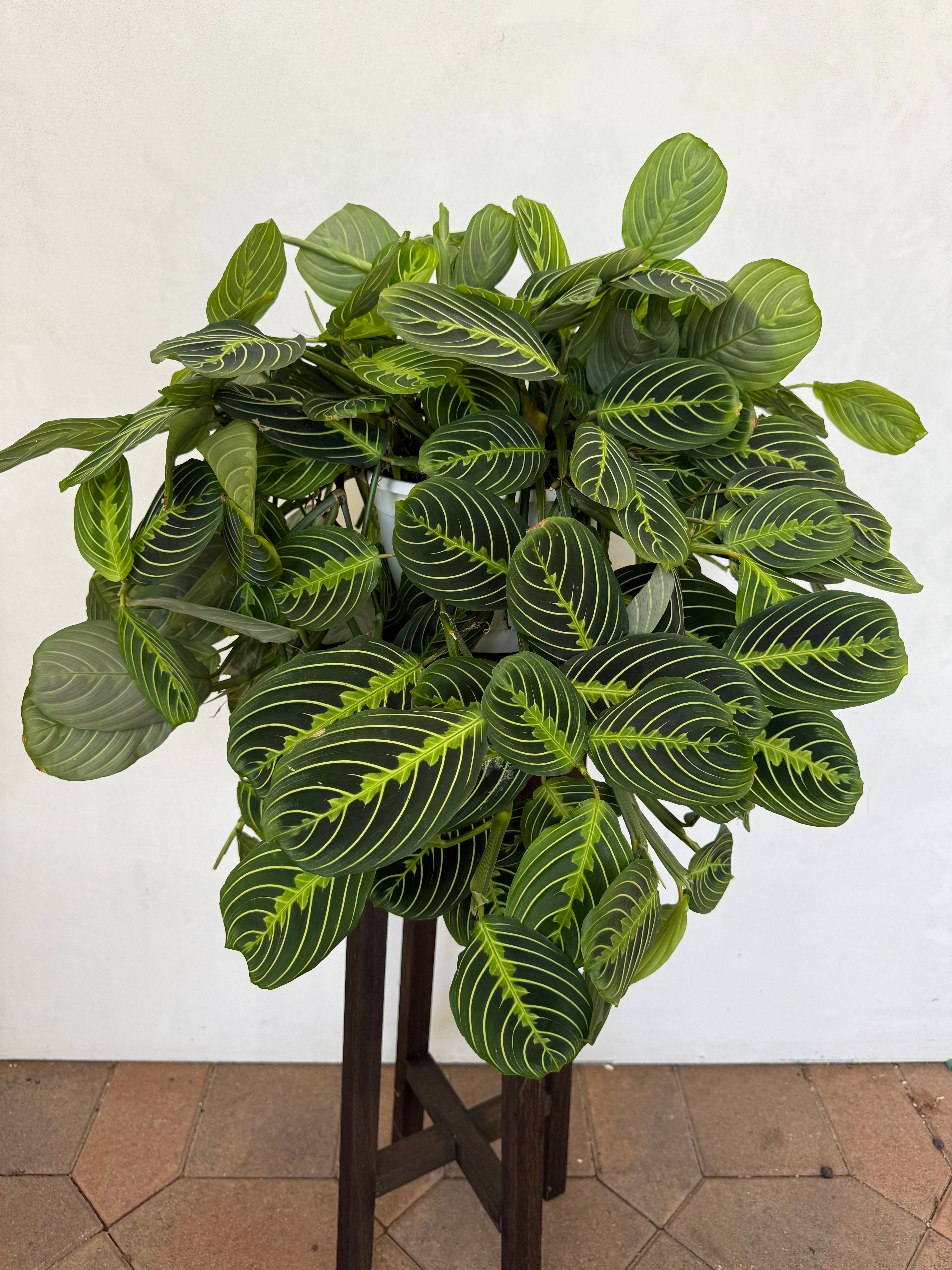 lemon lime prayer plant - maranta 6 in. Maranta Lemon Lime Plant in Grower Pot