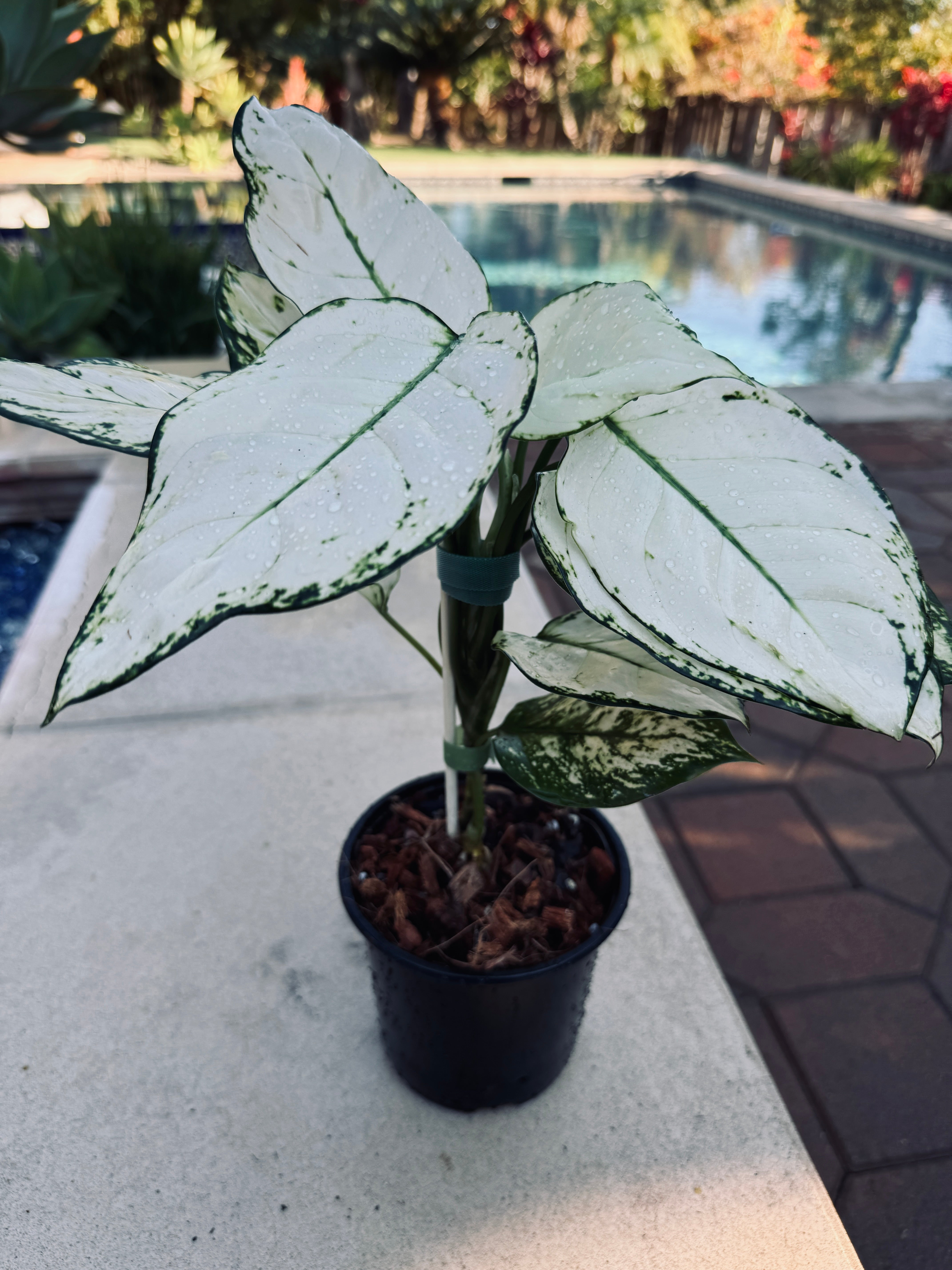 Aglaonema Super White – Plant Vault