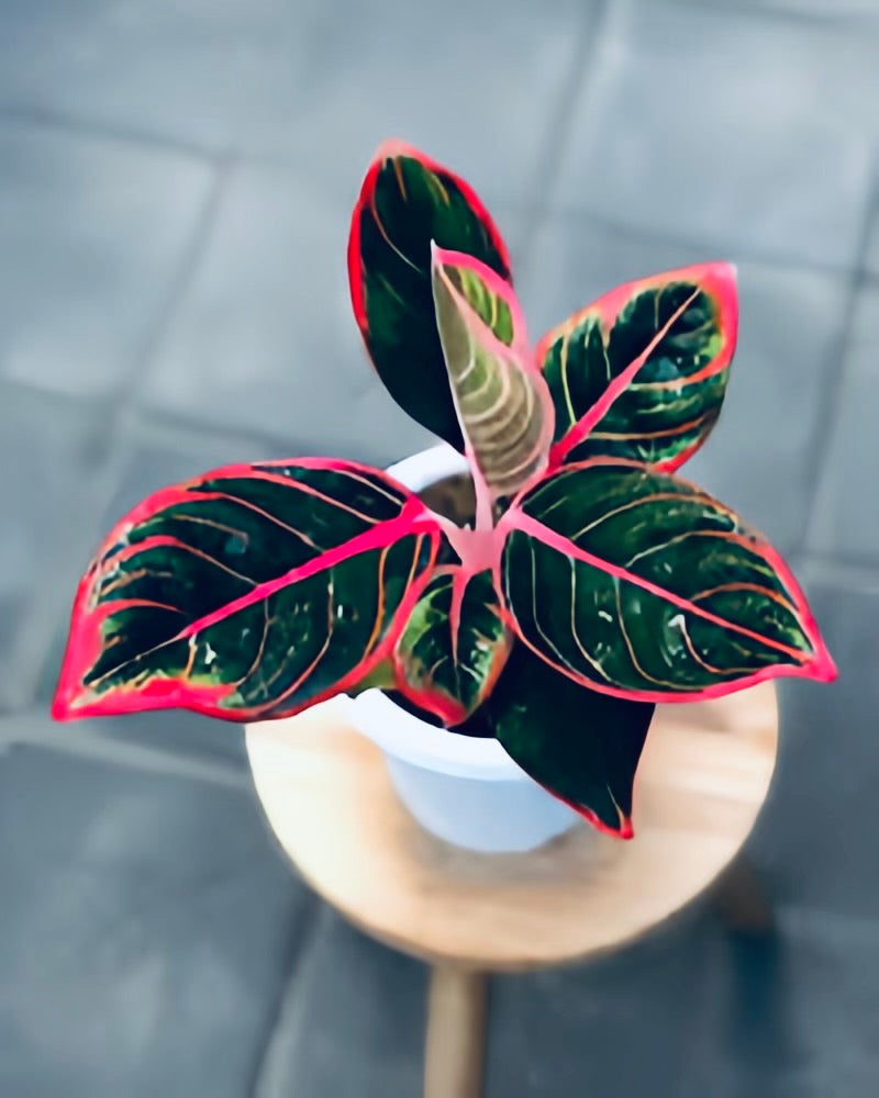 Aglaonema Khanza - Rare – Plant Vault