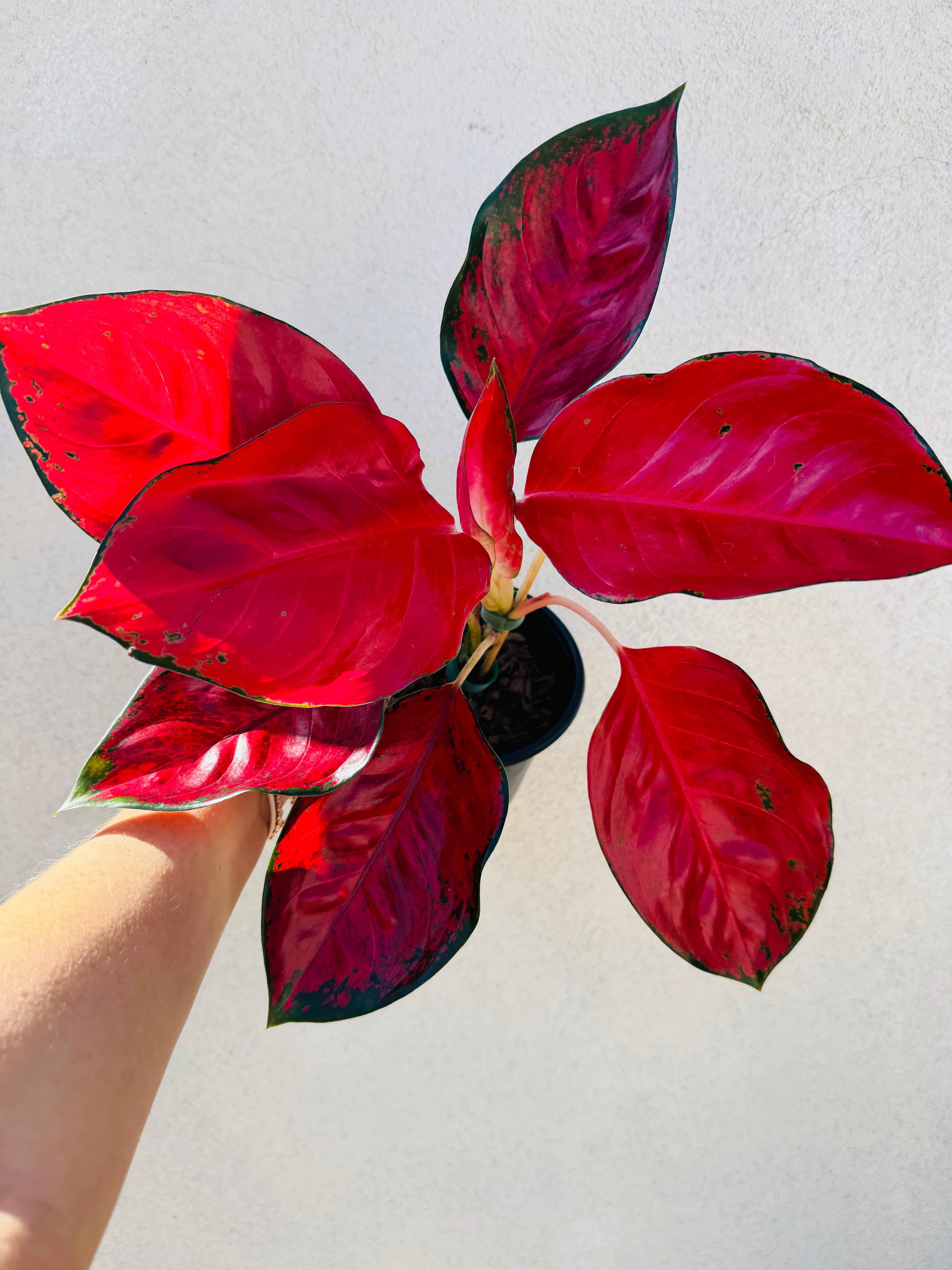 aglaonema suksom jaipong care Aglaonema Suksom Jaipong