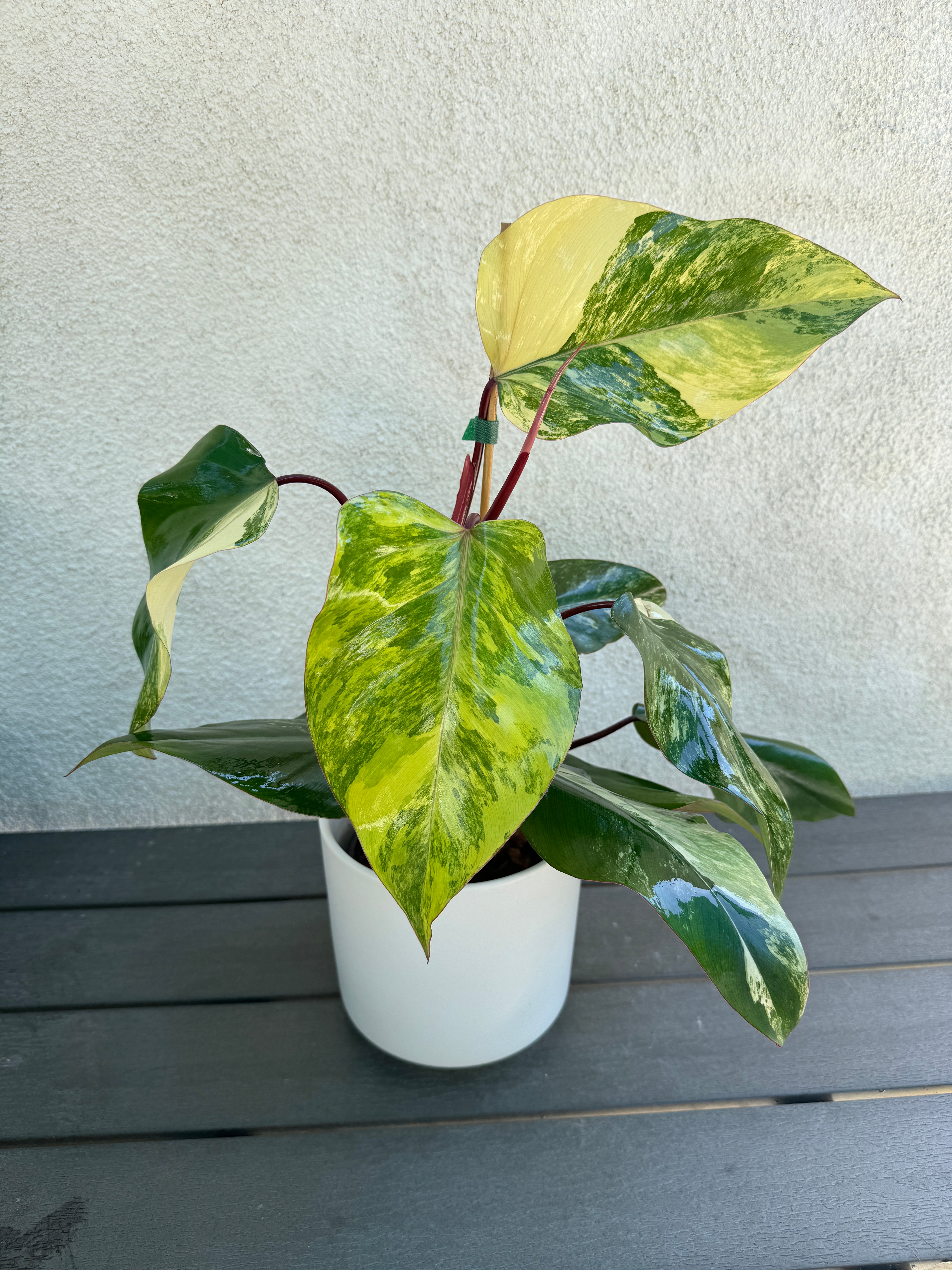 Philodendron 'Strawberry Shake'
