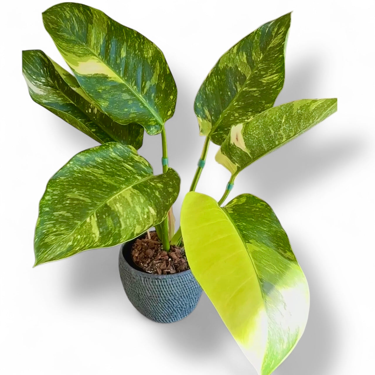 congo leaf philodendron Philodendron Green Congo Nuclear variegated