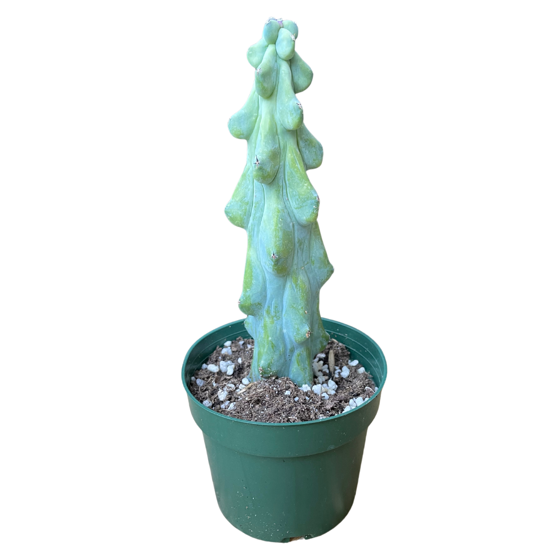 booby plant pot Boobie Cactus (M. Geometrizans) Sculptural Live Houseplant 6" Pot