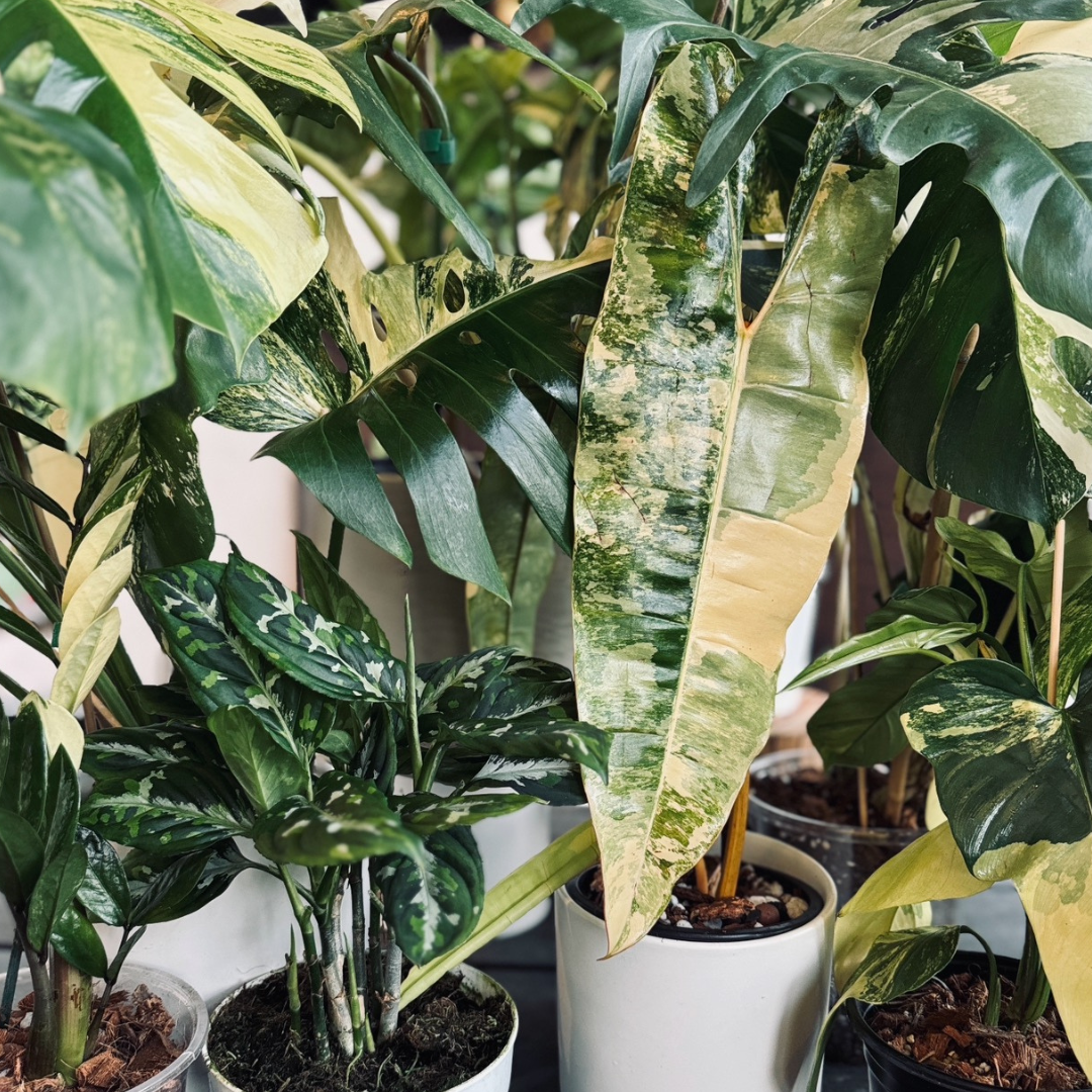 5 philodendron selloum plant Philodendron Split Leaf Selloum