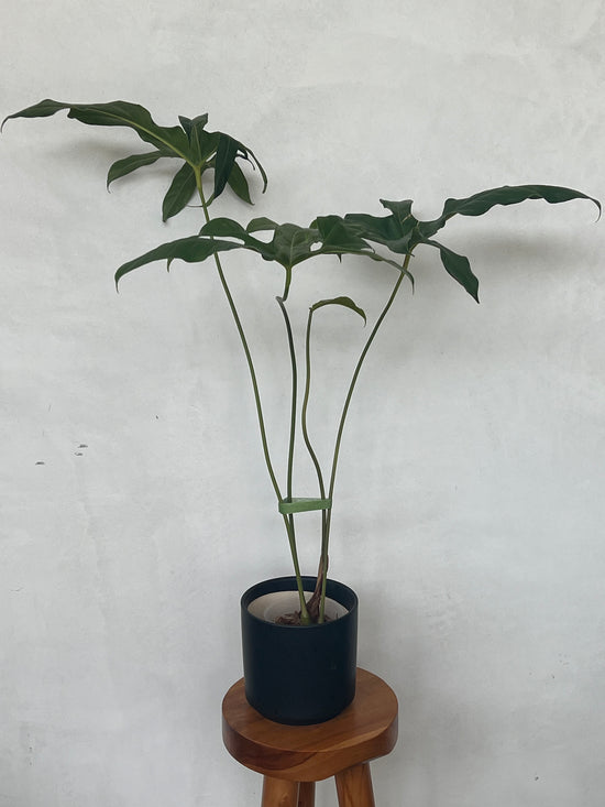 Anthurium Pedatum for sale - shop now plant vault encinitas california