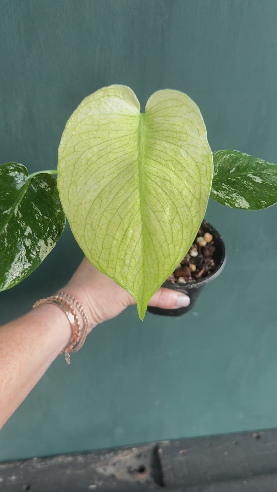 Monstera Mint Variegated (Large Rare Plant!) – Plant Vault