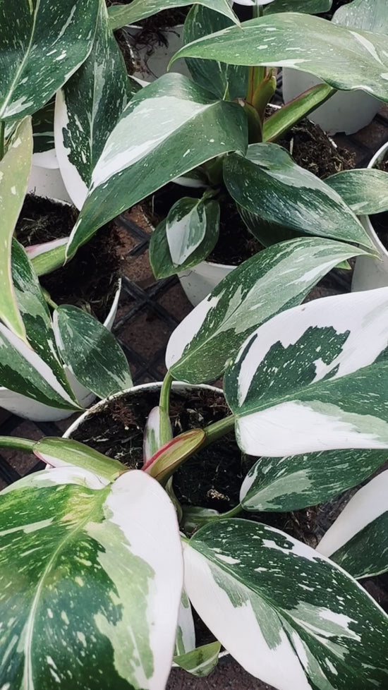 Variegated Marble White Princess Philodendron for sale near me - Plant Vault