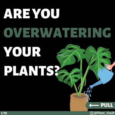 Are You Overwatering Your Plants?