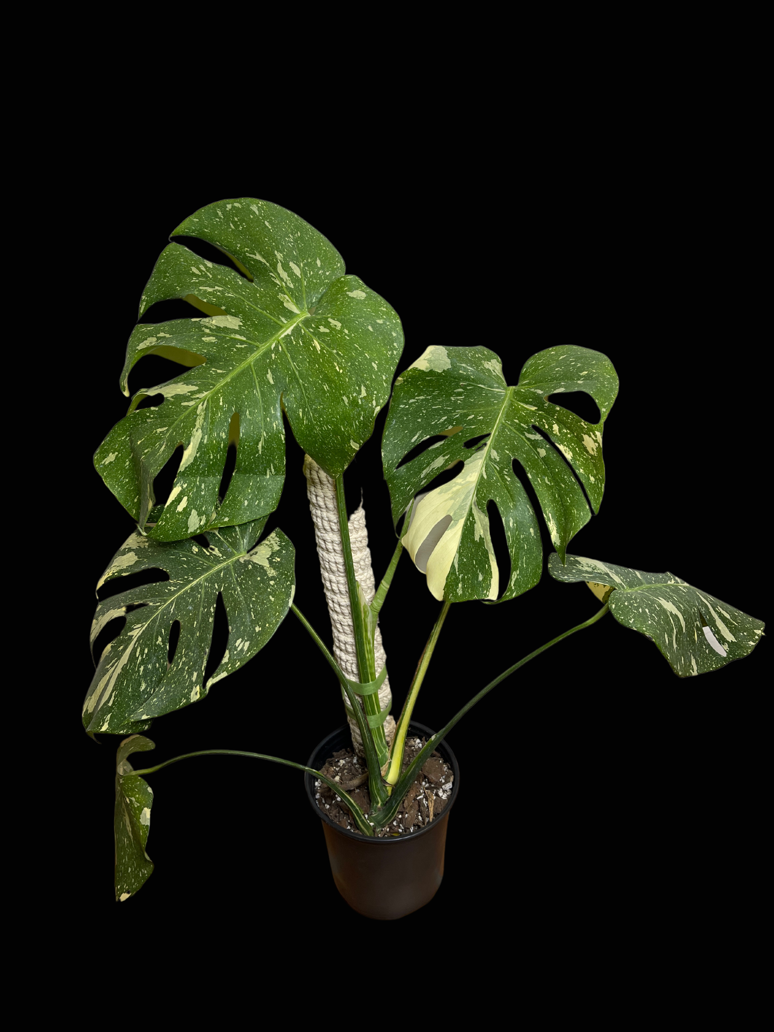 5 Most-Wanted Rare Houseplants