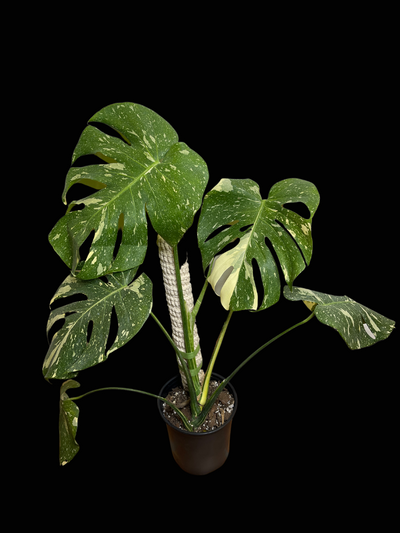 5 Most-Wanted Rare Houseplants