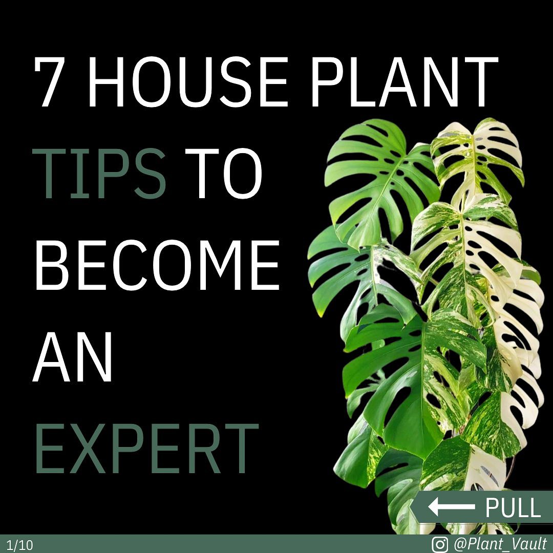 7 TOP House plant tips to become an expert