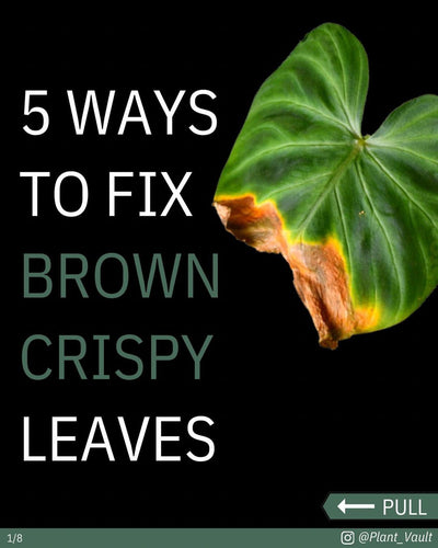 5 ways to fix your brown crispy leaves