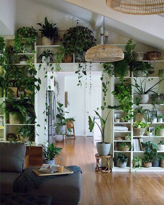 What are the best tropical plants for indoors - Walkway with plant shelf and hanging tropical plants