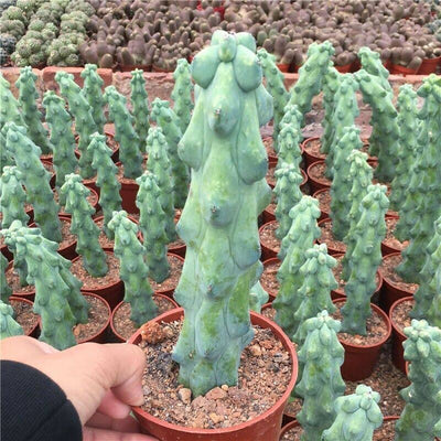 Boobie Cactus (Myrtillocactus Geometrizans Fukurokuryuzinboku)