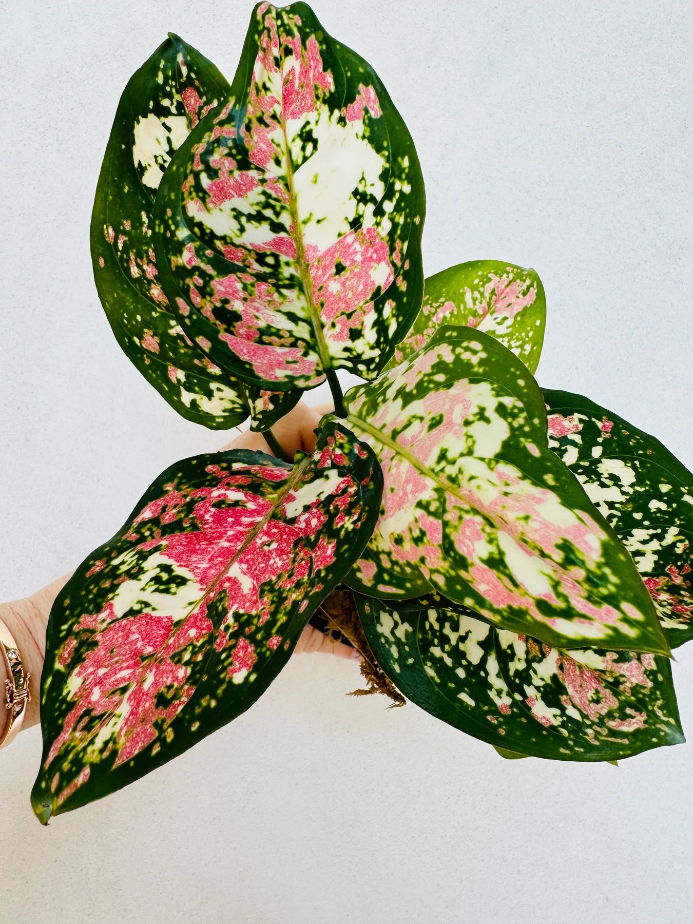 Aglaonema Anyamanee Tricolor - Plant Vault Encinitas California - rare houseplant for sale