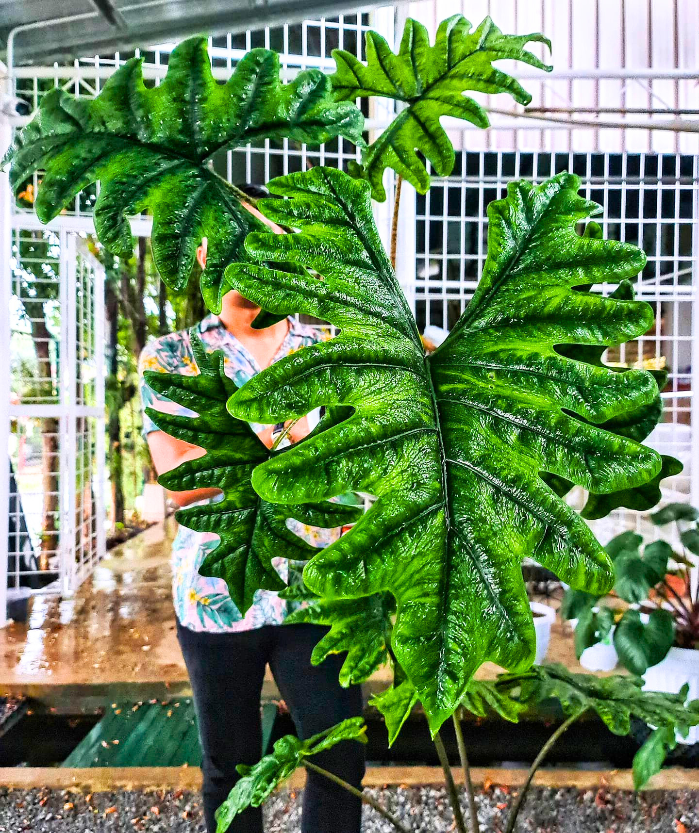 How to propagate Alocasia Jacklyn