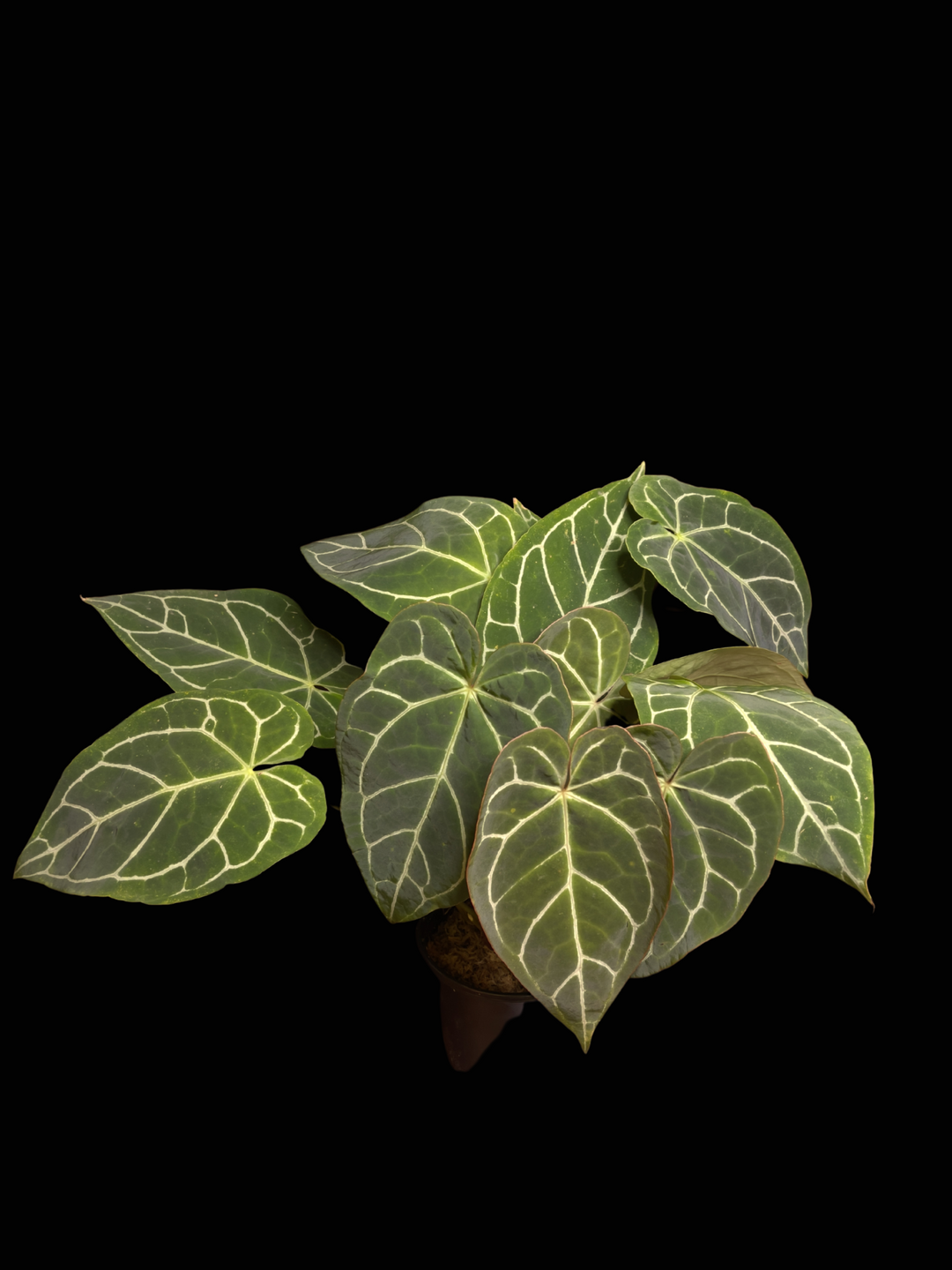 Top 5 Anthuriums For Beginners