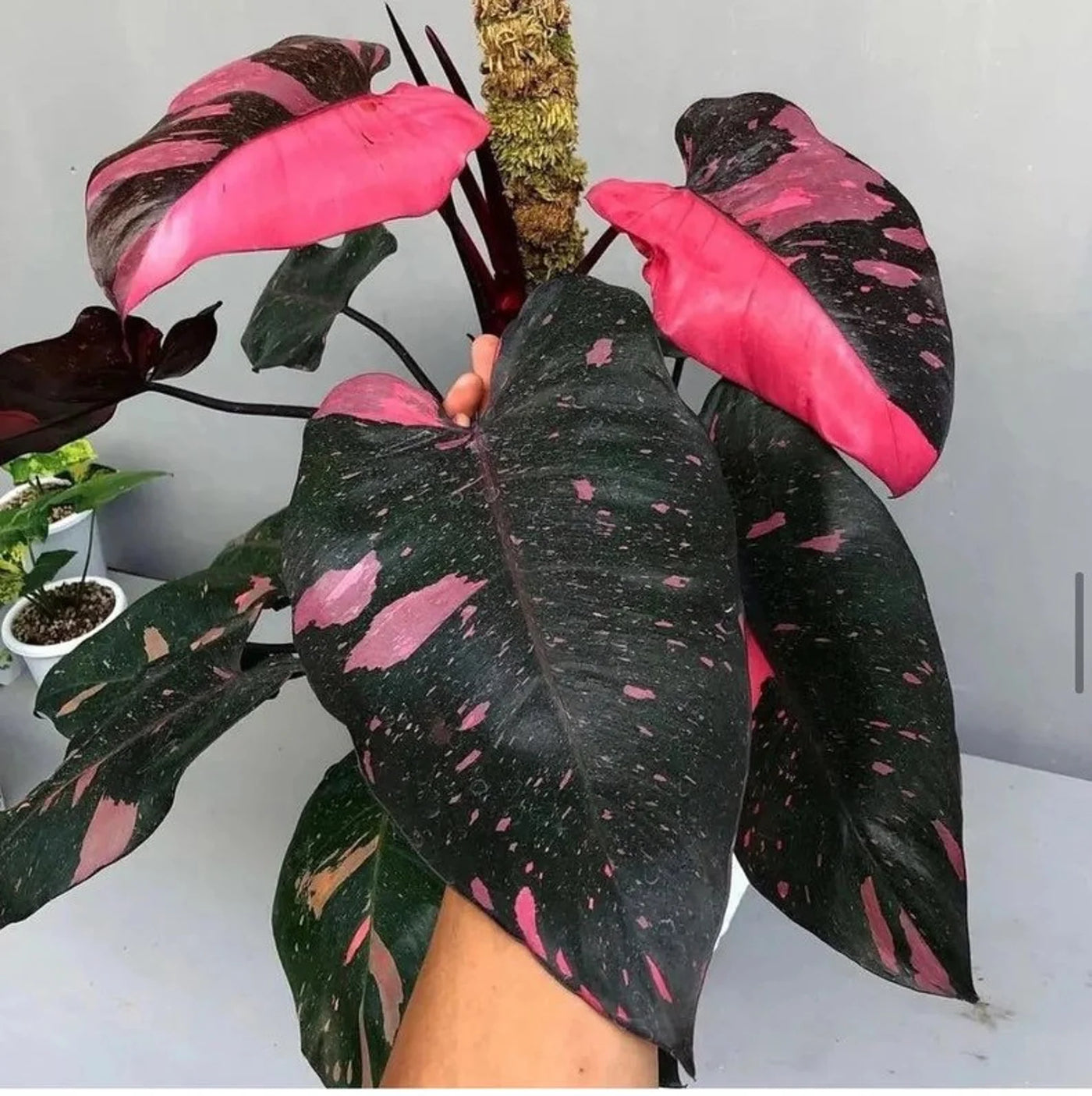 Philodendron Black Cherry Pink Princess - Plant Vault