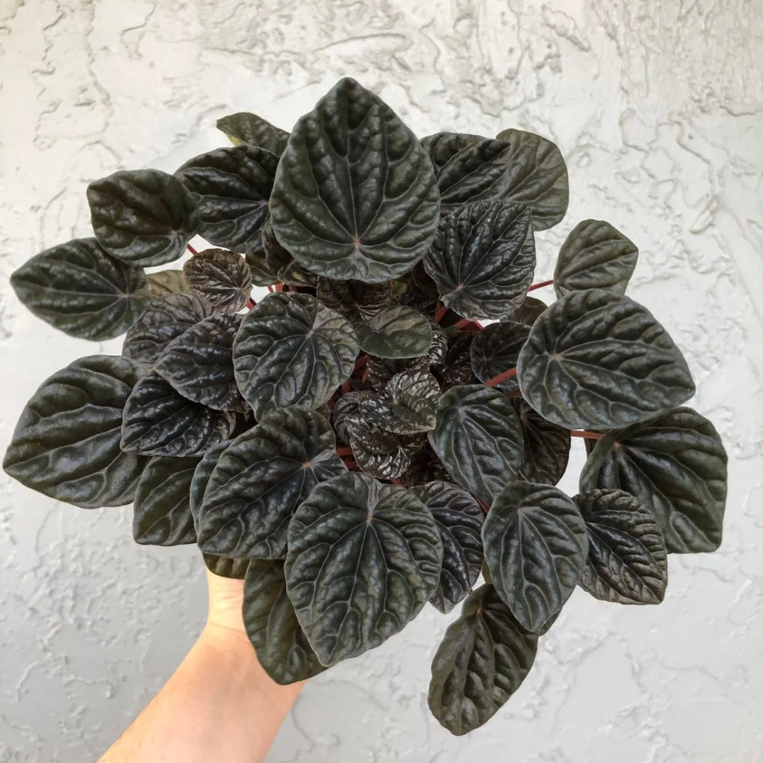Gothic Plants for Halloween
