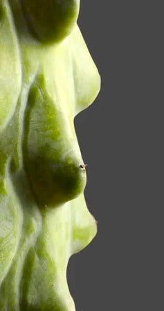 How do you take care of a boob cactus?