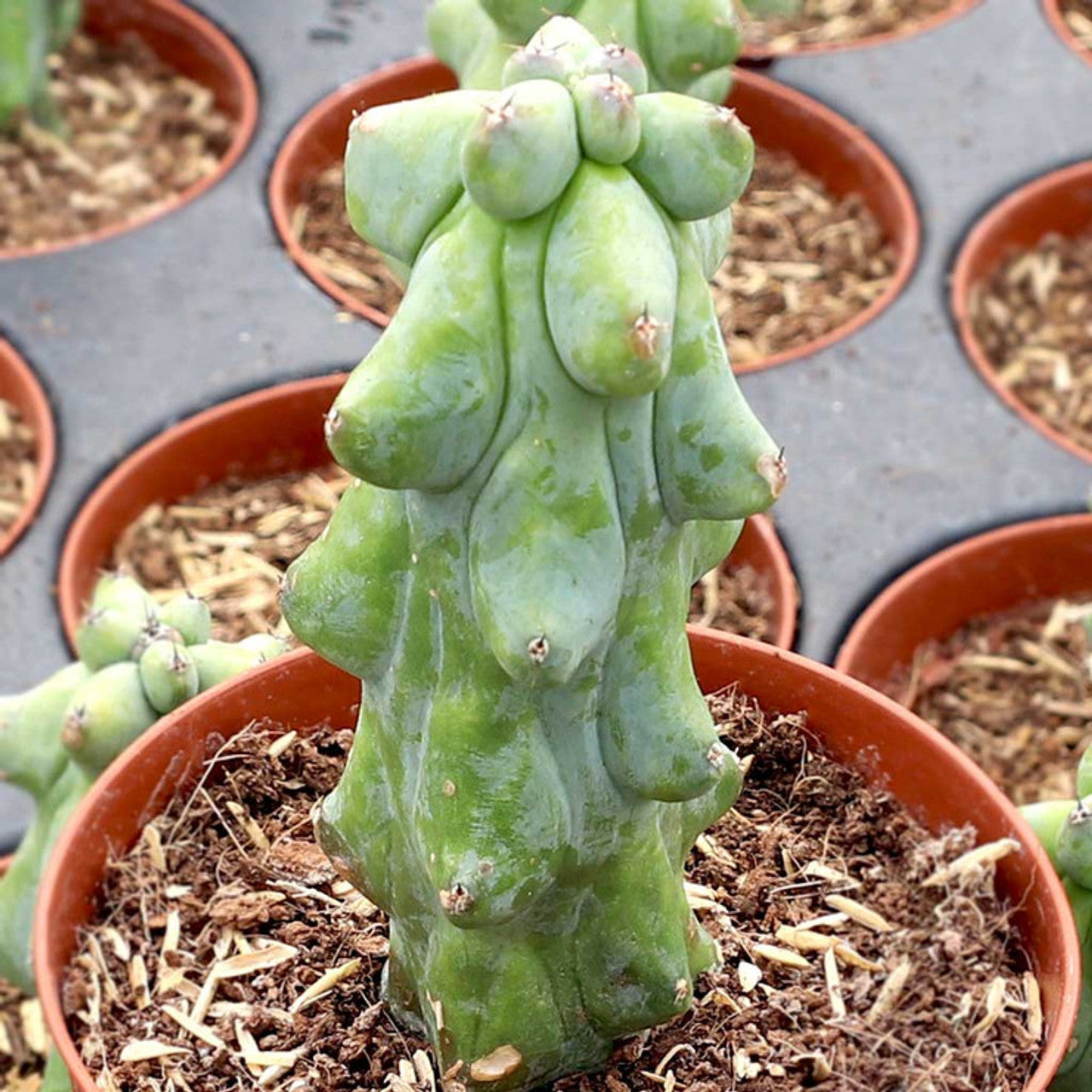 How Fast Does a Boobie Cactus Grow?