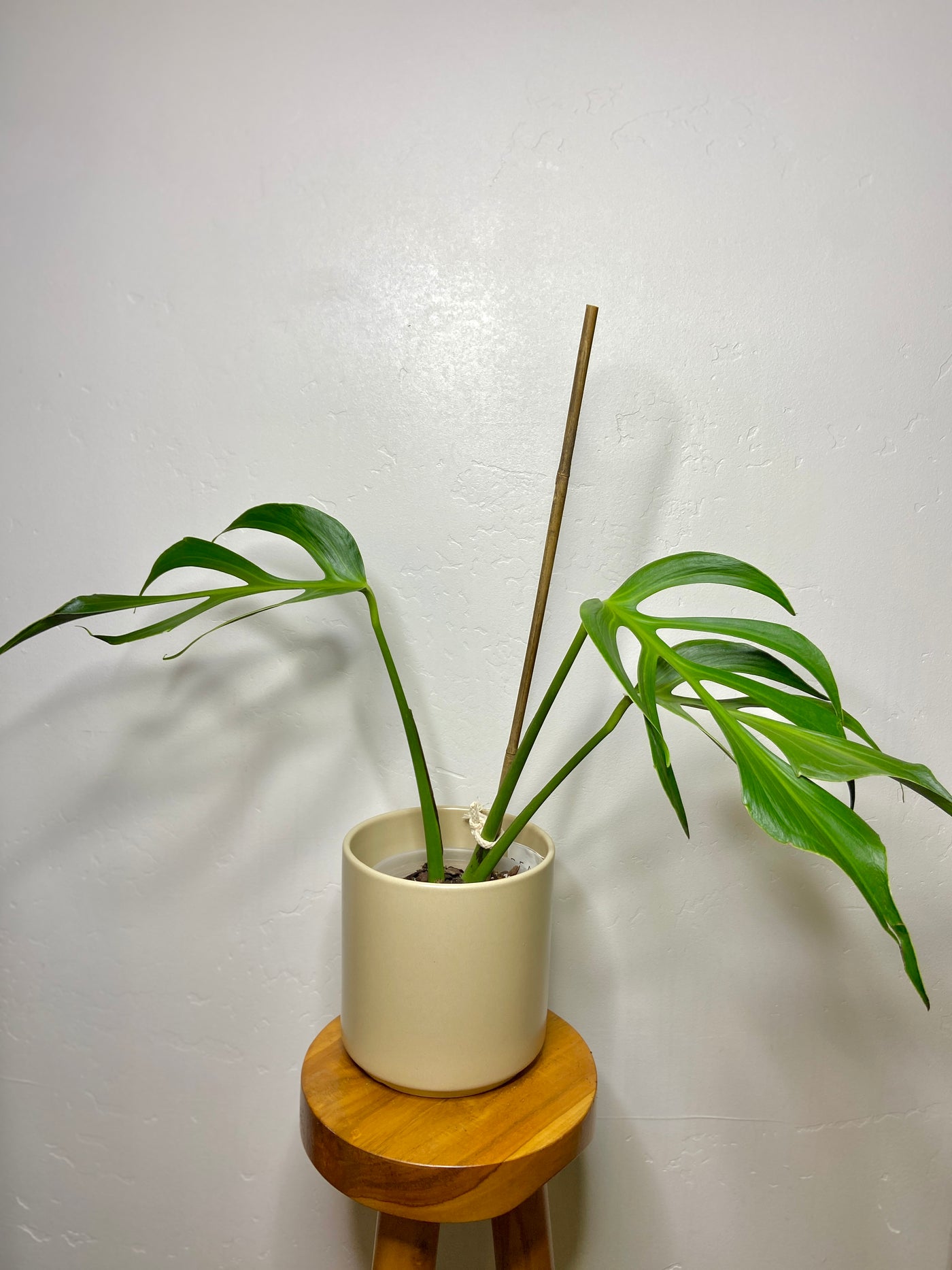 Fenestrated Burle Marx Flame Monstera Care Guide