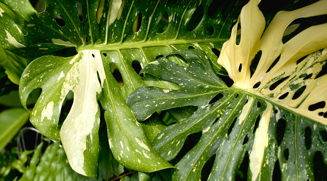 Can Monstera Thai Constellation Revert?