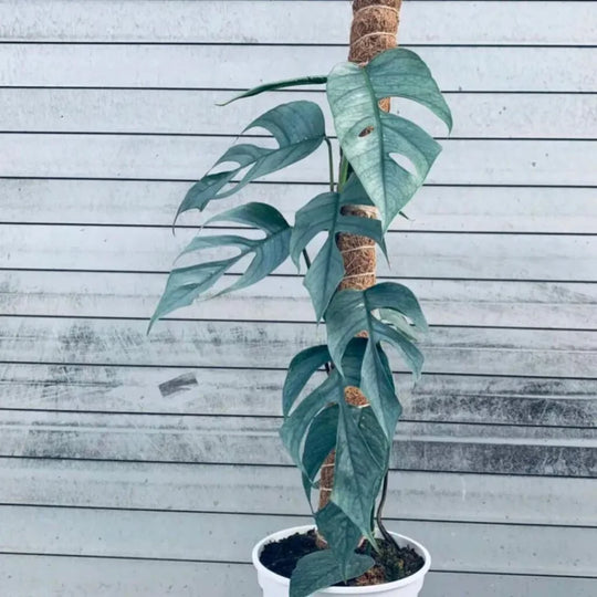 How do you care for a Cebu Blue Plant?