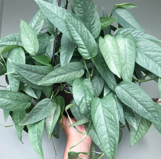How to Grow and Care for Cebu Blue Pothos