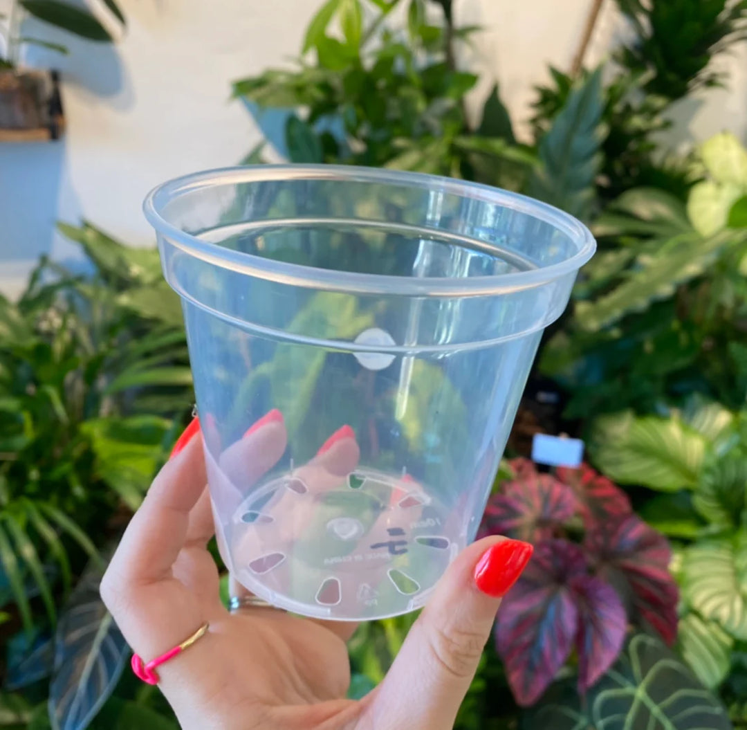 The Ultimate Guide: How to Pick the Best Pot for Your Plant