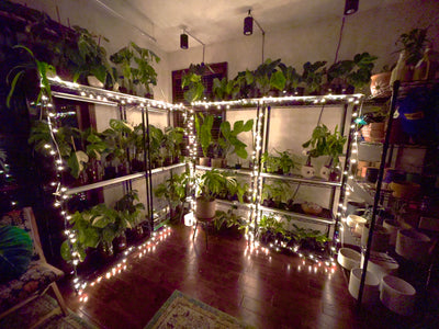 Plant Vault's Rare Houseplant Showroom