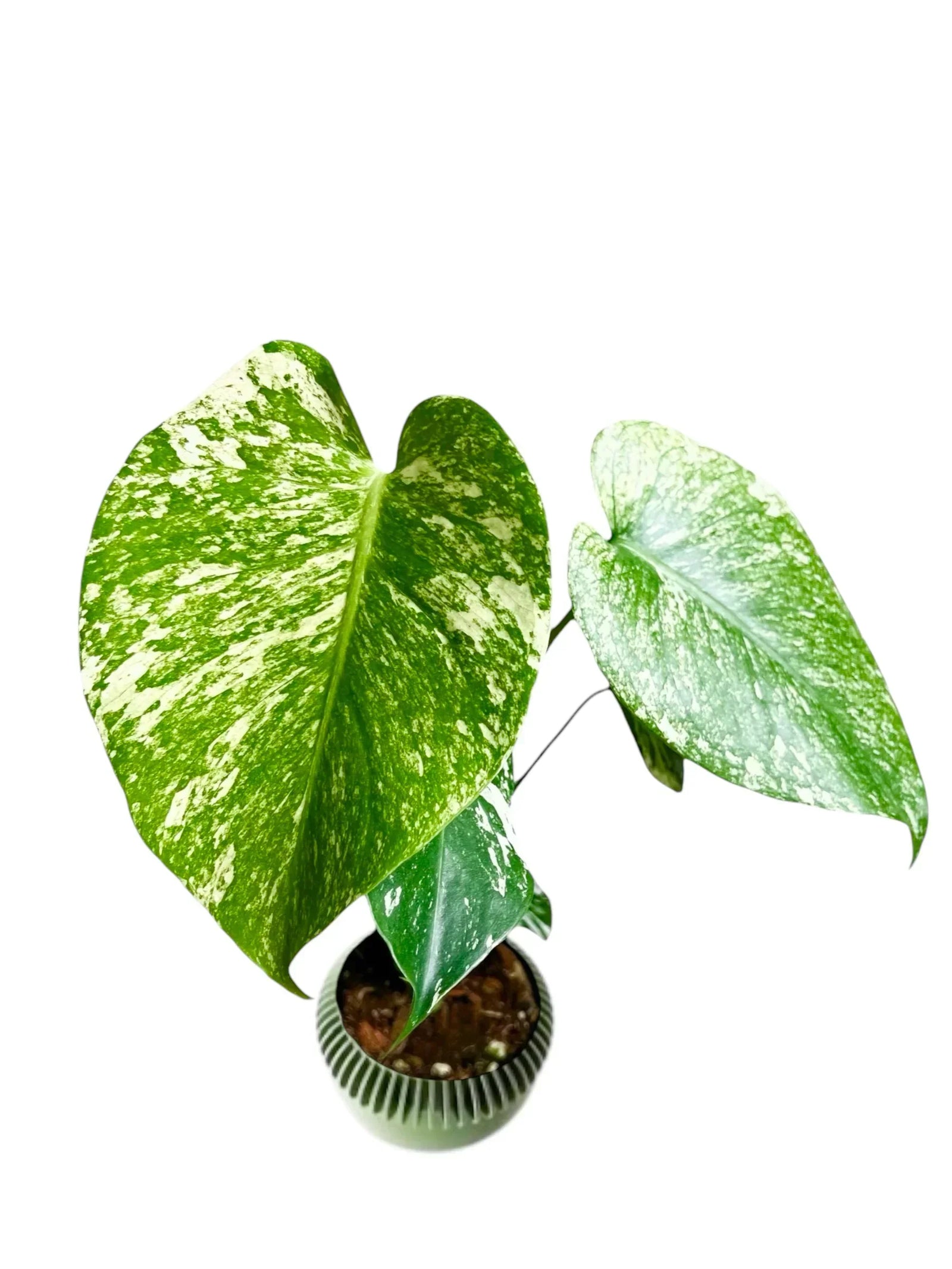 How to Care for your Mint Monstera