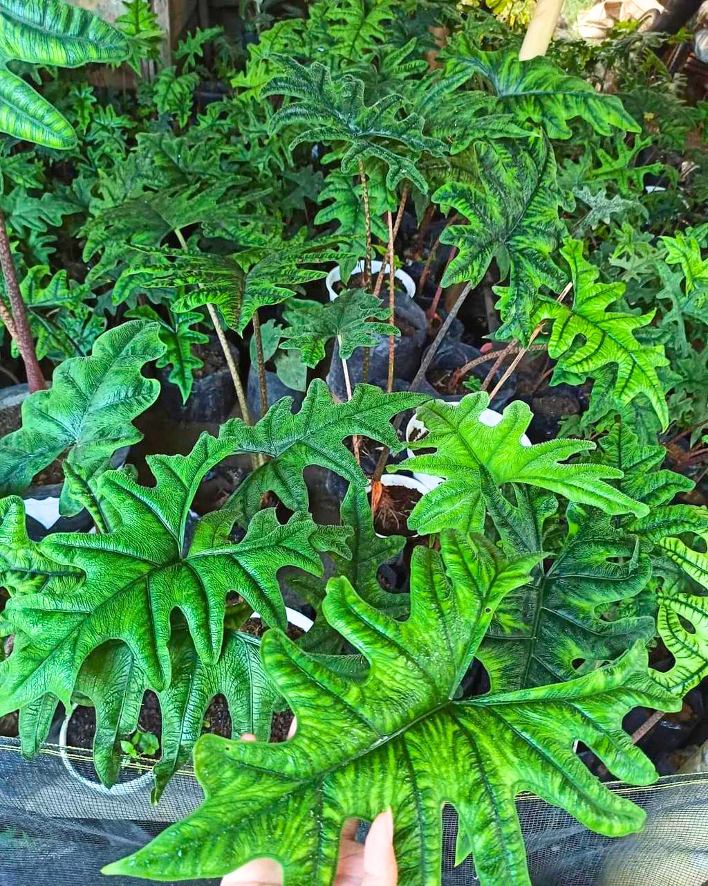 How to care for Alocasia Jacklyn - Plant Vault